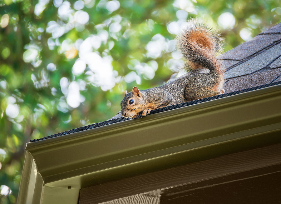 How To Keep Squirrels Off Your Roof